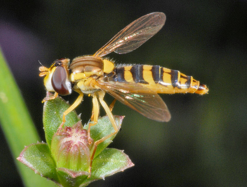 La toeletta